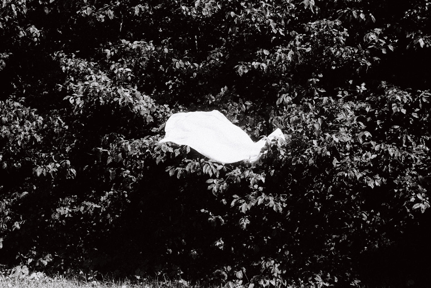 Bandeira - Amanda Teixeira