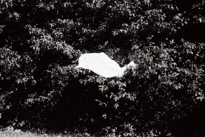 Bandeira - Amanda Teixeira