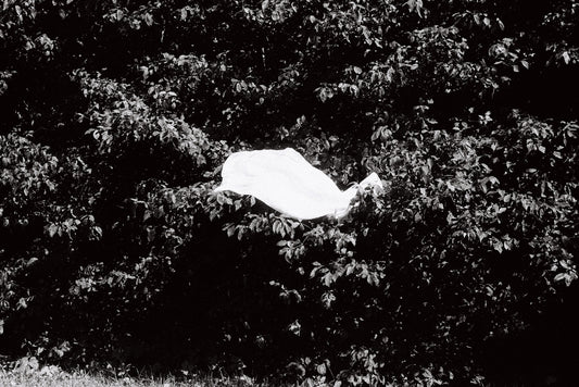 Bandeira - Amanda Teixeira